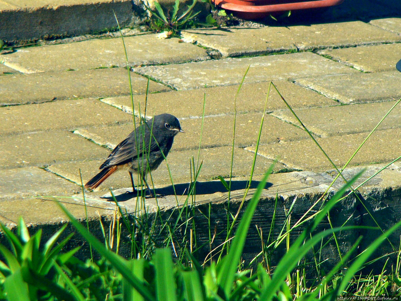 Незваная гостья Москва и Московская область, Россия Незваная гостья Москва и Московская область, Россия