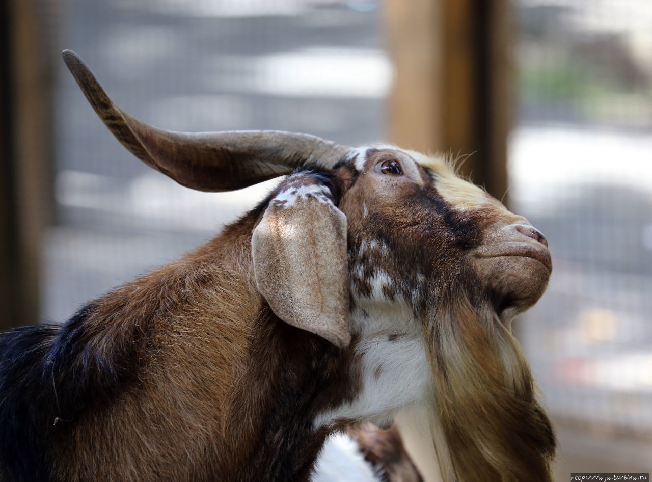 Зоопарк Манилы Манила, Филиппины Зоопарк Манилы Манила, Филиппины