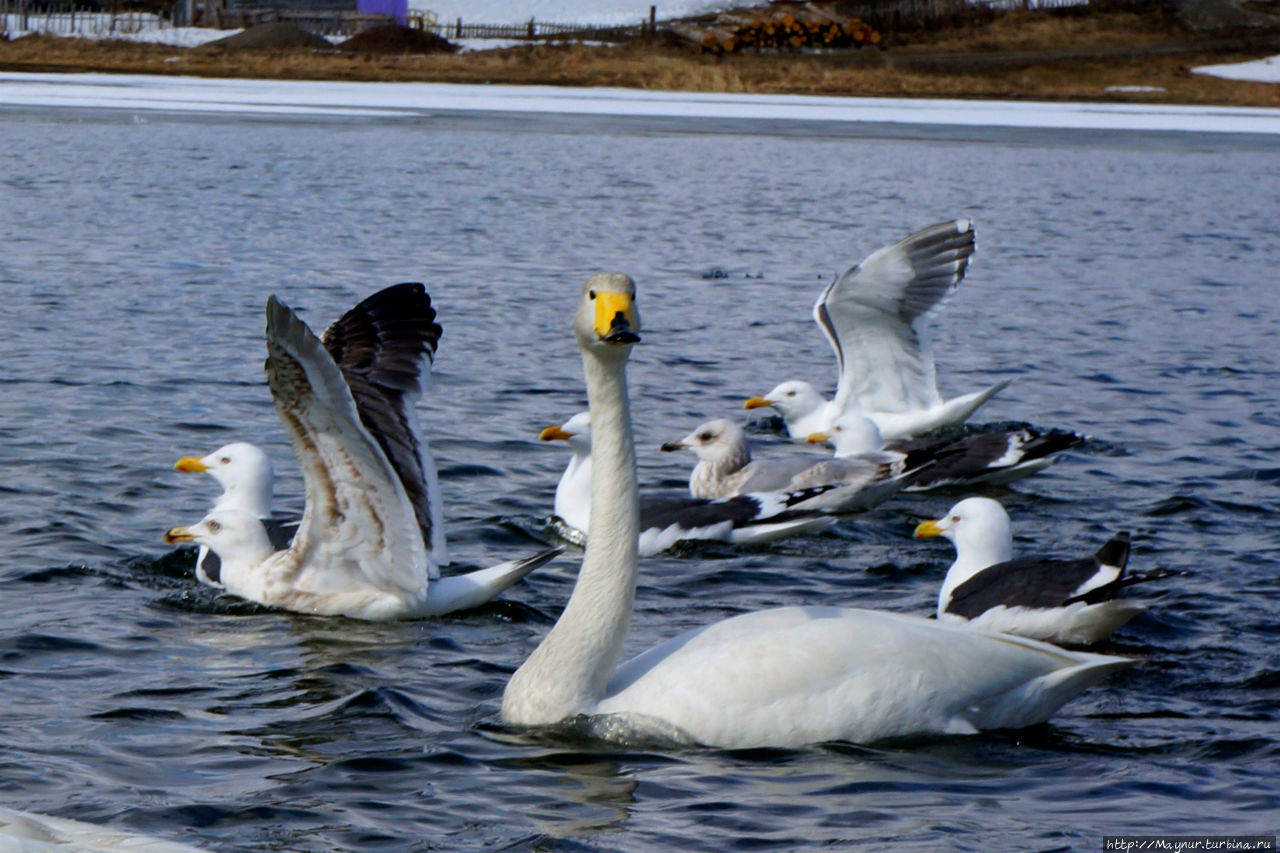 Чайка смело пролетела ... Южно-Сахалинск, Россия Чайка смело пролетела ... Южно-Сахалинск, Россия