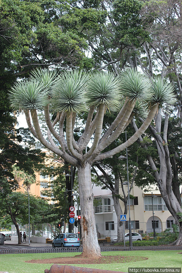 Драконово дерево (Dracaena draco) в  городе Санта Крус. Икод-де-лос-Винос, остров Тенерифе, Испания