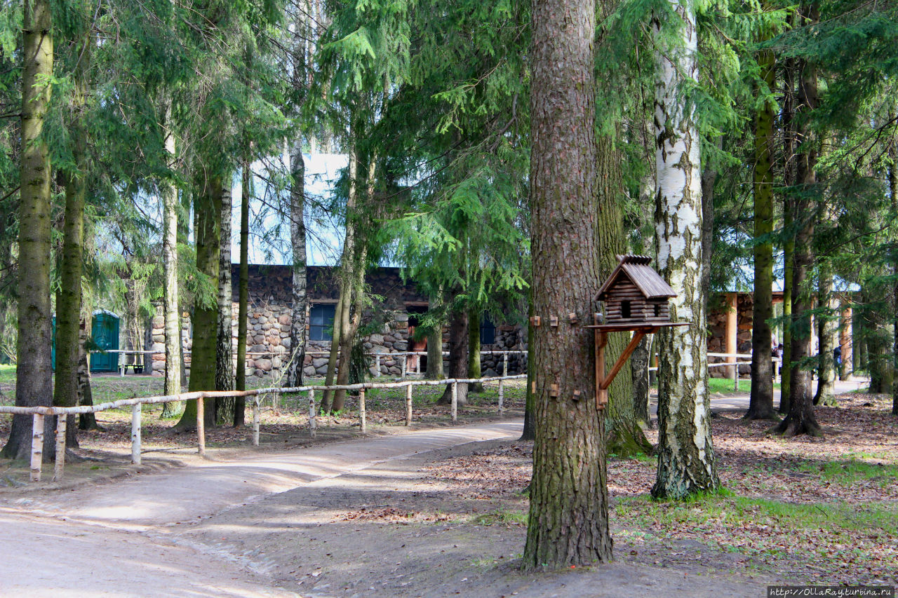 Павловский парк в мае или в гости к белкам (фотоальбом). Павловск, Россия