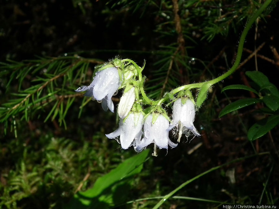 Грибам — место в блоге Ишгль, Австрия Грибам — место в блоге Ишгль, Австрия