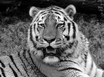 Тигр, чудо природы созданное небесами