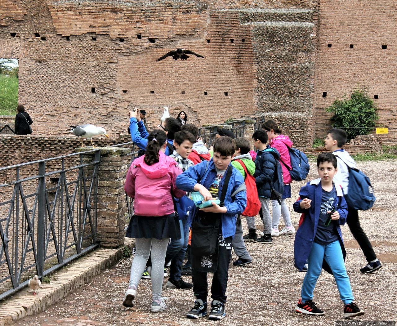 Стадион Домициана, чайка, дети и обиженная ворона Рим, Италия