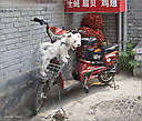 Даже собаки здесь с удовольствием ездят на велосипедах и мопедах. Пекинцы любят своих питомцев и всюду таскают их с собой, нянчатся с ними, как с детьми. Вечером все газоны буквально залеплены четвероногими — в основном миниатюрными породами собак.
*