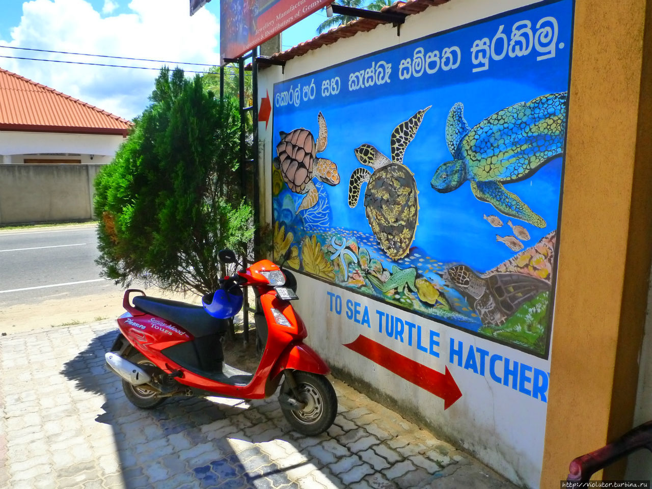 Посмотреть на черепашек Унаватуна, Шри-Ланка
