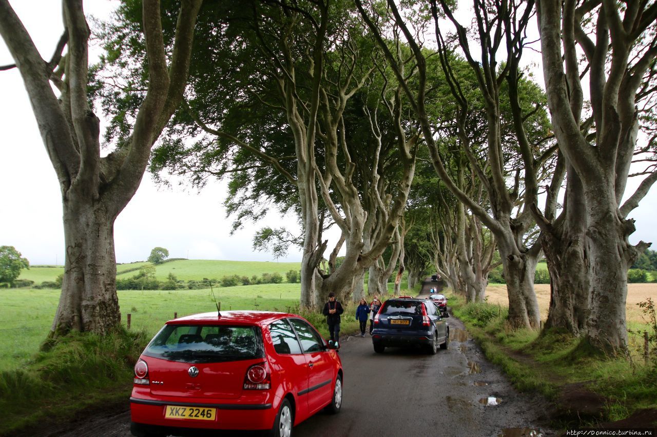 Темная Аллея Dark Hedges и темные века Dark Ages Дарк-Хеджес, Великобритания