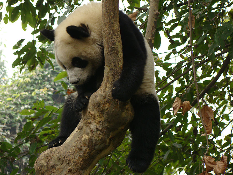 Панда — бамбуковый мишка Чэнду, Китай
