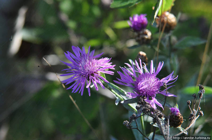 Вернуться в лето Вернуться в лето