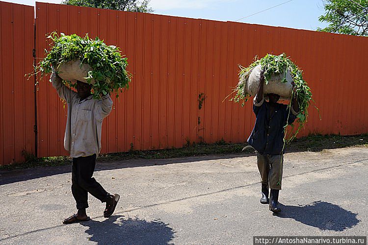 Пацаны несут сено Пацаны несут сено
