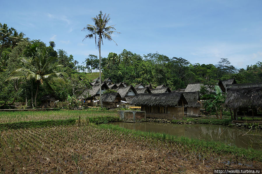Рисовые плантации у края деревни. Ява, Индонезия