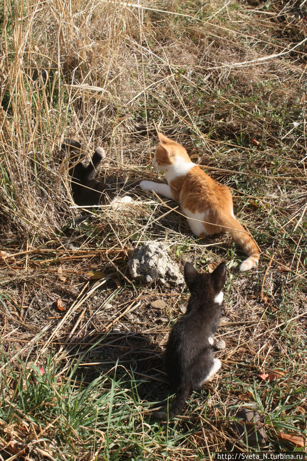 Котики захватили Крым! Республика Крым, Россия Котики захватили Крым! Республика Крым, Россия