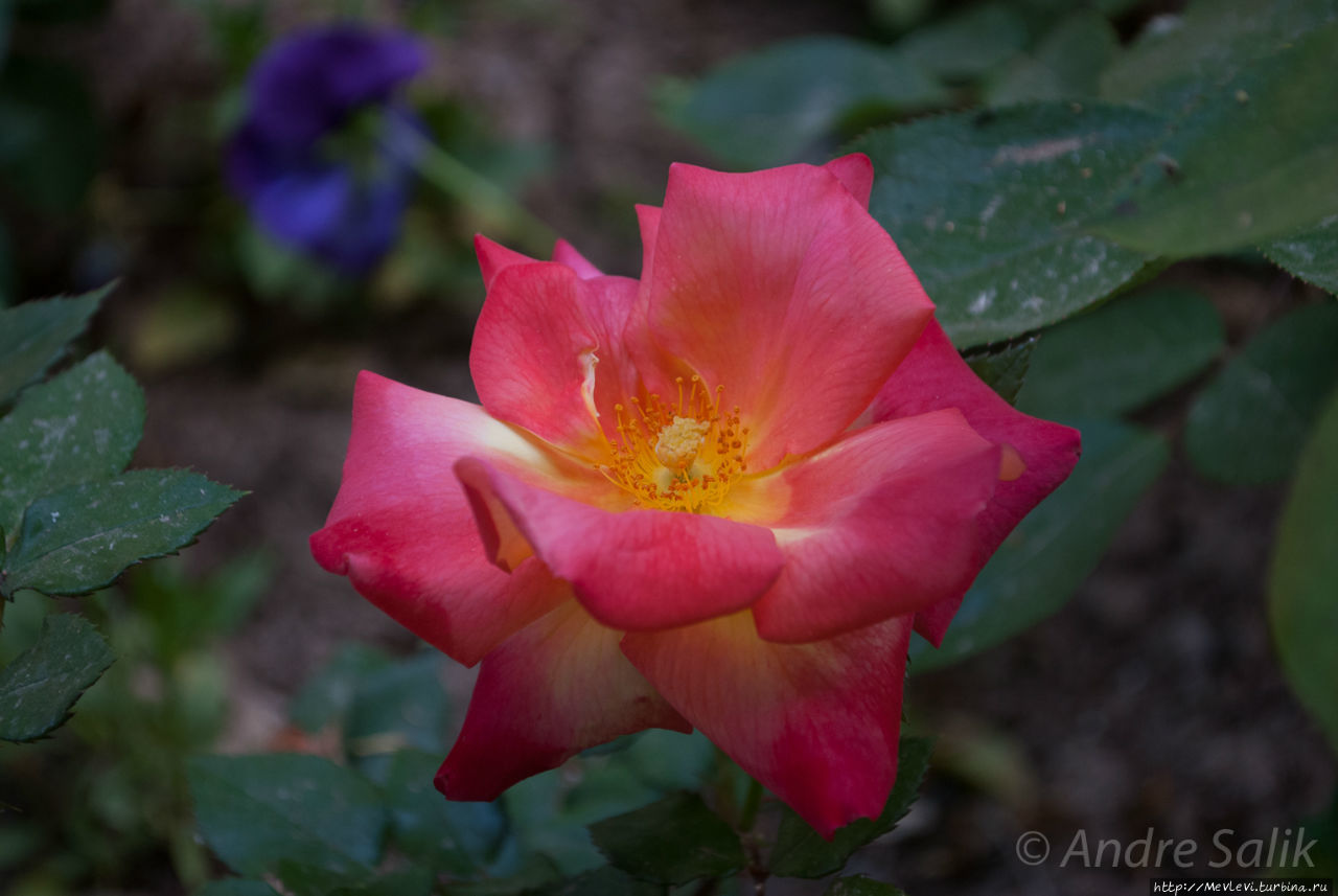 Цветущий сад Shahzadeh Garden Керман, Иран Цветущий сад Shahzadeh Garden Керман, Иран