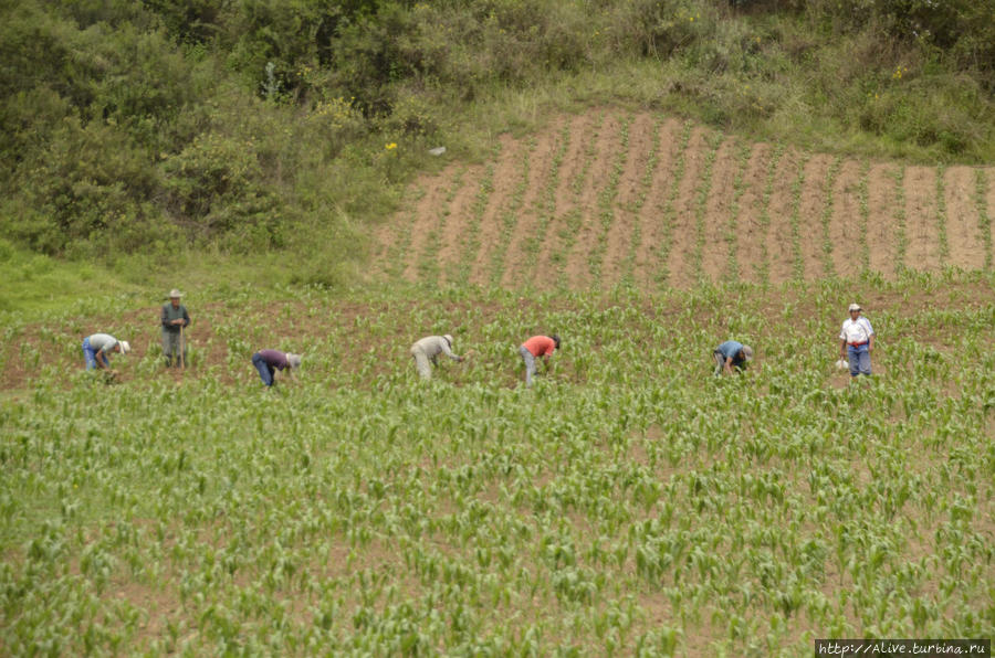 Окучивание картофеля в одном из многочисленных полей Перу Перу