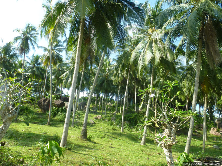 Великолепные пальмы Цейлона Калутара, Шри-Ланка