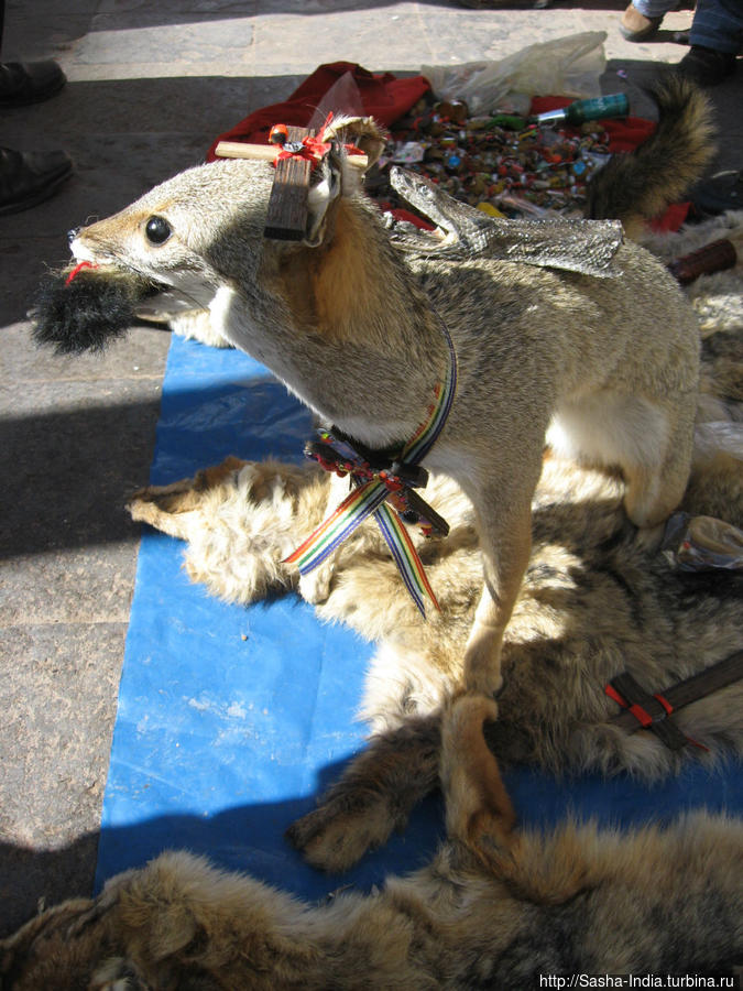 Чучело перуанской лисы Куско, Перу