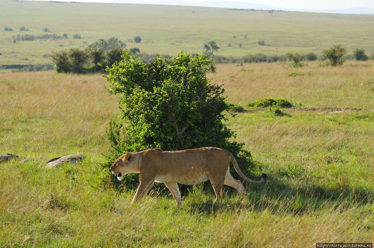 Гепард  позирует Масаи-Мара Национальный Парк, Кения