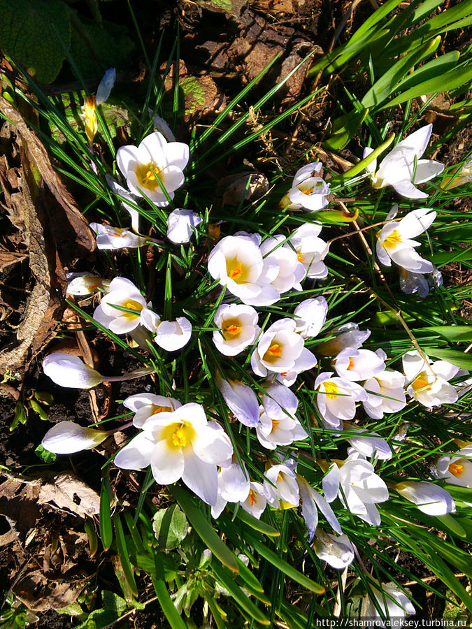 Первые тюльпаны к Первомаю! Санкт-Петербург и Ленинградская область, Россия Первые тюльпаны к Первомаю! Санкт-Петербург и Ленинградская область, Россия