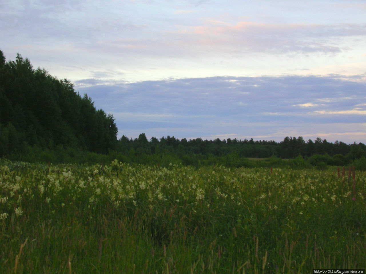 Поле лабазника летом вблизи Шуи. Шуя, Россия