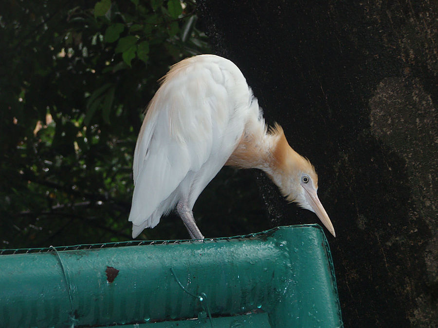 Жизнь на птичьих правах Куала-Лумпур, Малайзия