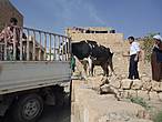 Попытки загнать корову на грузовик. Не помогло даже то, что загоняли в кузов теленочка. Смотреть на такое тягостно — корова явно чувствует недоброе.