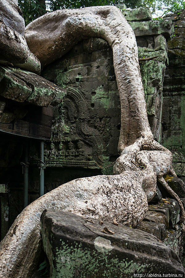 Храмы Камбоджи. Та Пром, или Здесь снимали Лару Крофт Ангкор (столица государства кхмеров), Камбоджа