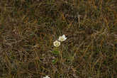 Полярный мак — очень распространенное растение на Крайнем Севере