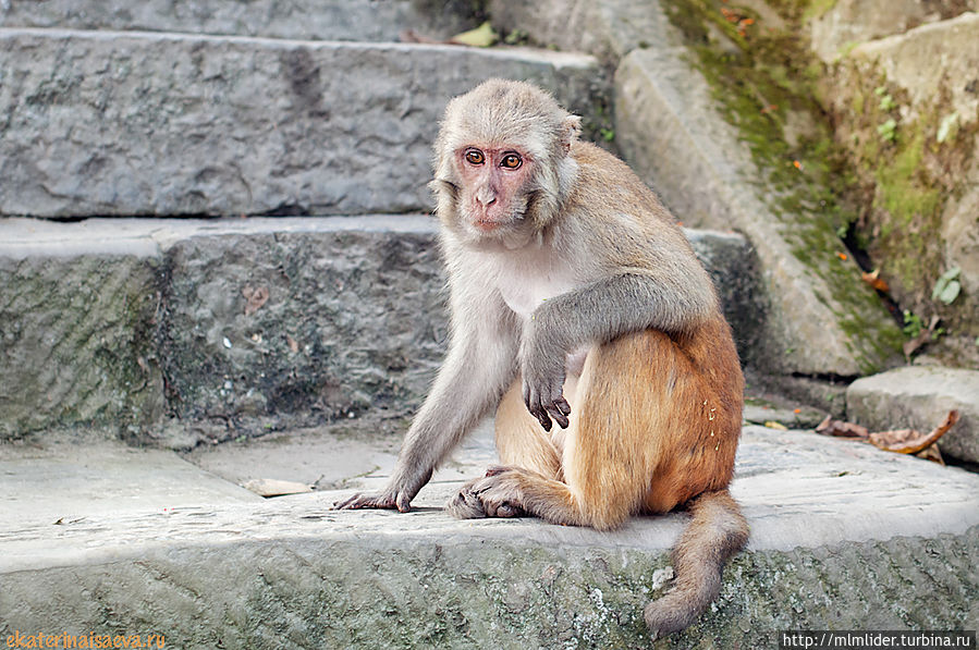 Обезьянья Ступа в Катманду Обезьянья Ступа в Катманду