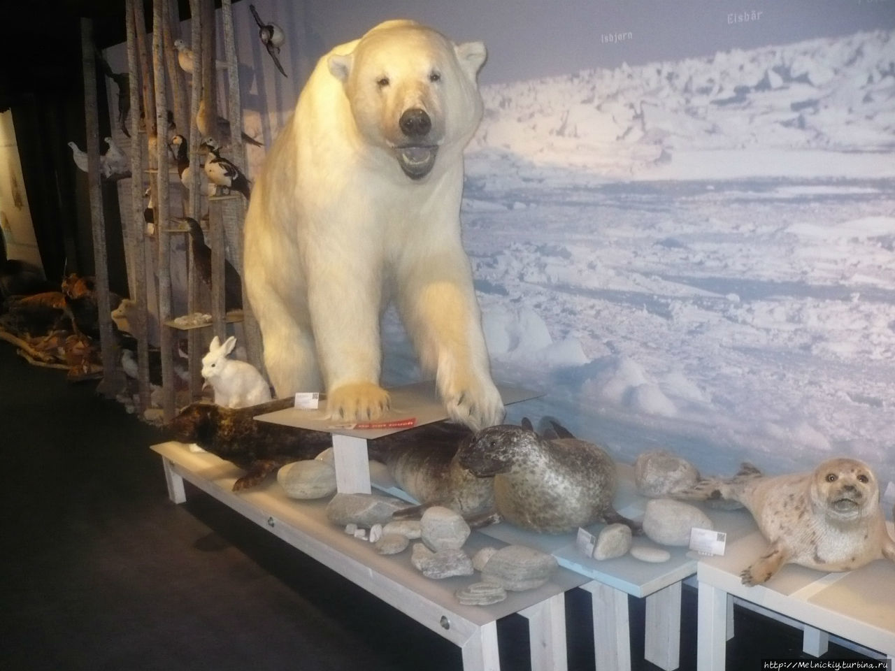 “Королевский клуб белого медведя” Хаммерфест, Норвегия