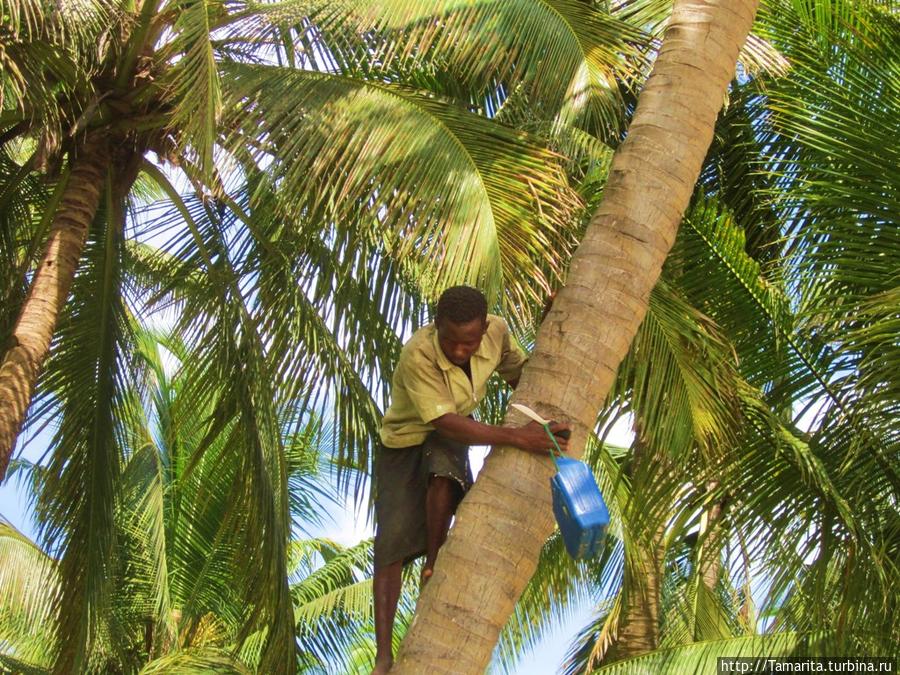 Жить бы мне под пальмами, да водку попивать! Линди, Танзания