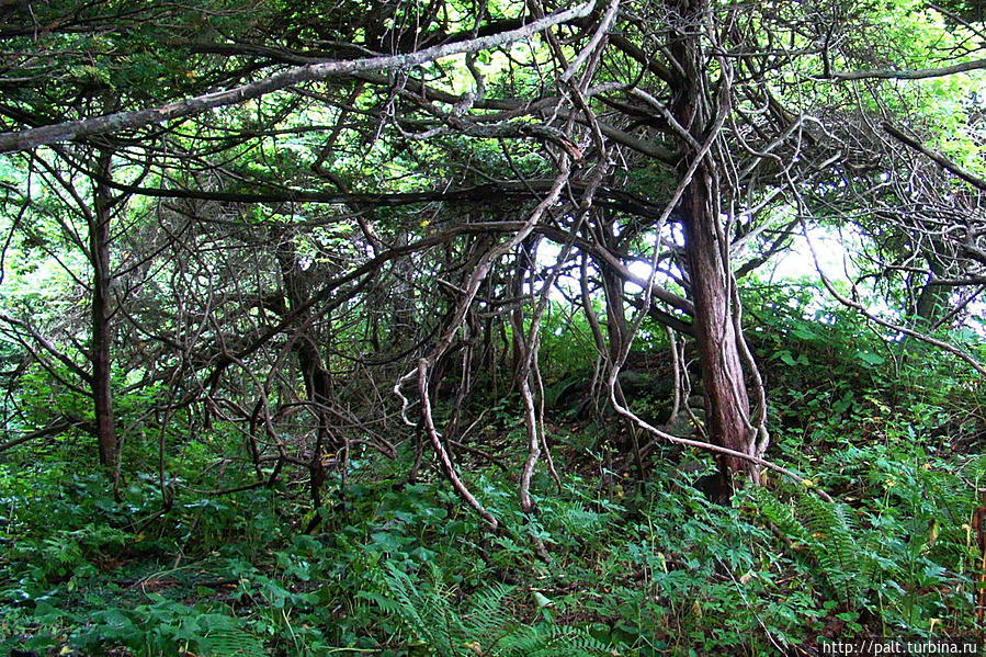 Возвращение на остров Петрова Петрова остров, Россия Возвращение на остров Петрова Петрова остров, Россия