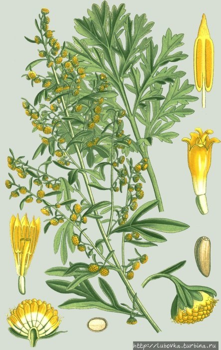 Зелёная Фея Чехии Прага, Чехия Зелёная Фея Чехии Прага, Чехия