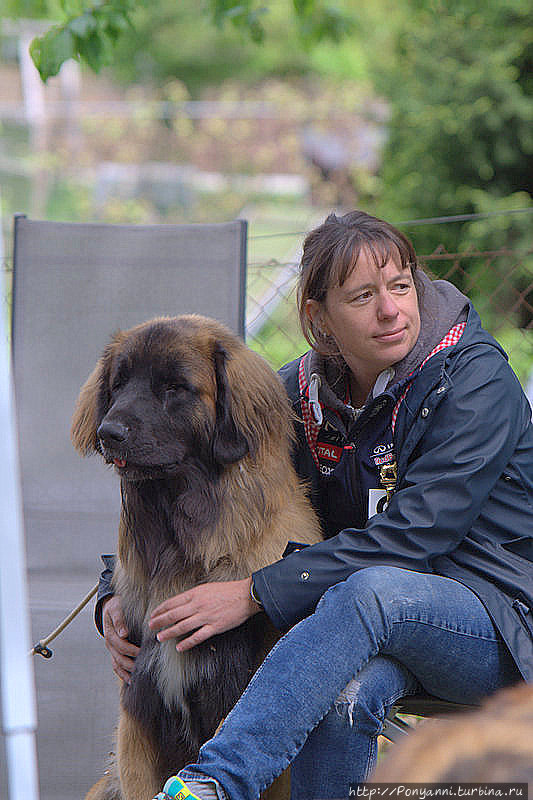Собачий вальс Леонберг, Германия Собачий вальс Леонберг, Германия