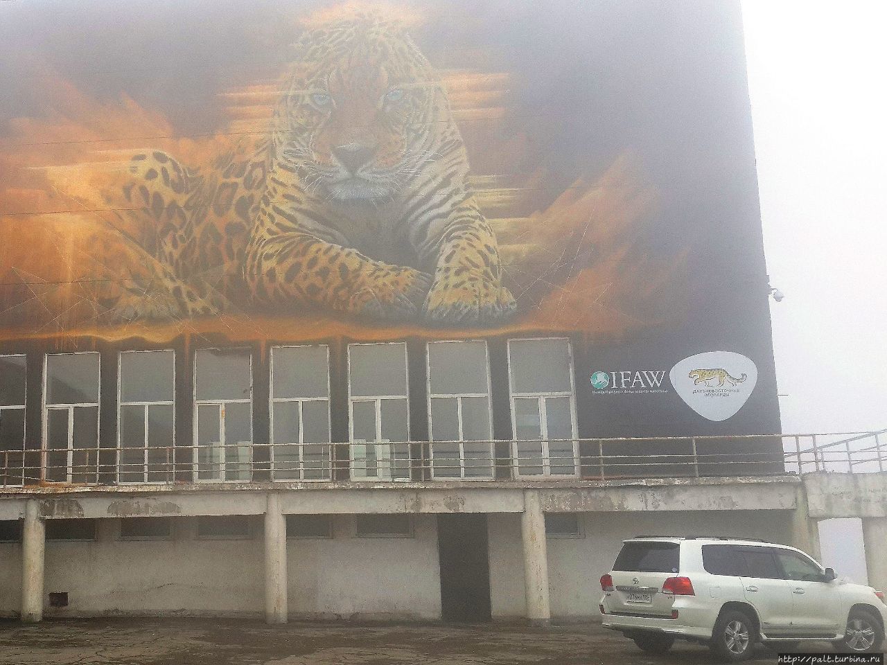 10 августа 2017 года, южноафриканский художник  Sonny завершил работу над гигантским граффити дальневосточного леопарда на стене корпуса ДВФУ. А это легендарный зверь в июньском тумане  2018 года Протарас, Кипр