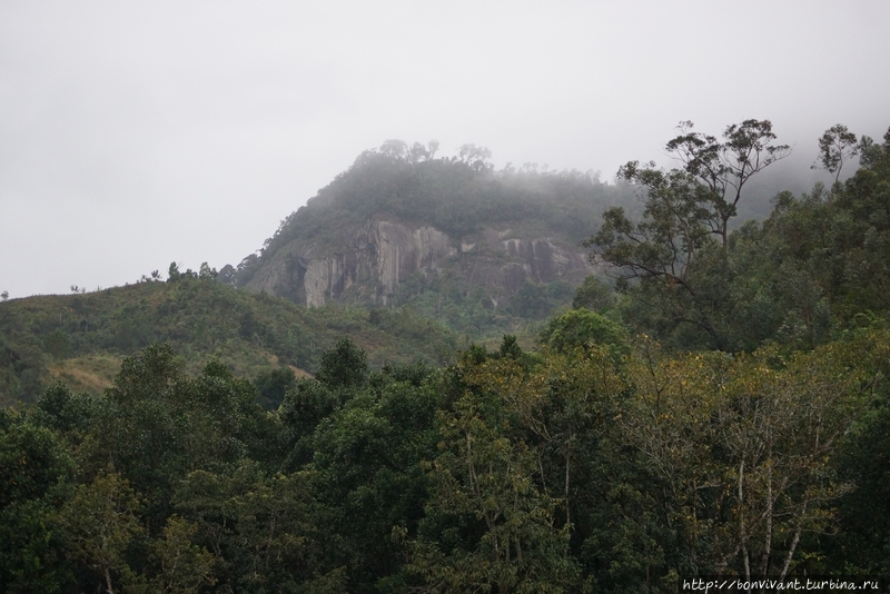 Дождевой лес Мадагаскар