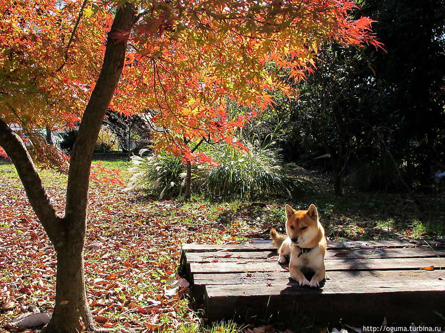 Жду когда хозяин чаю попьёт... Жду когда хозяин чаю попьёт...