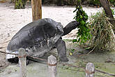Ко всему, черепахи еще и живут дольше всех животных. Известна одна черепаха, которая прожила 152 года.
