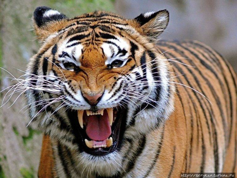 В гости к бенгальским тиграм.. Индия