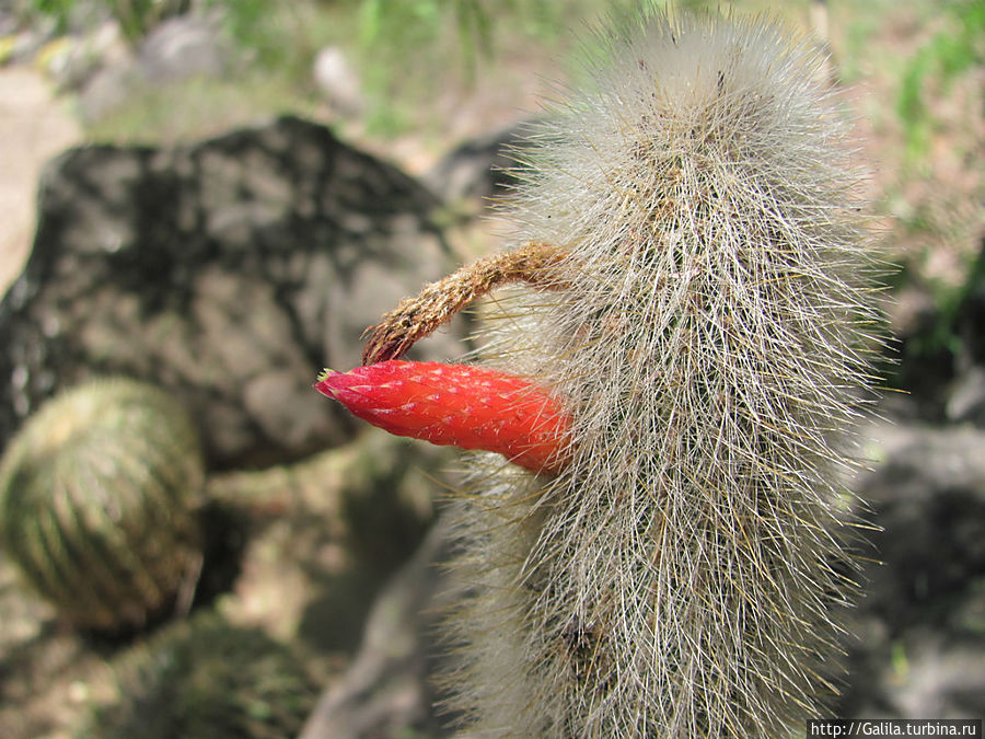 Ёжик с красным носом. Тель-Авив, Израиль Ёжик с красным носом. Тель-Авив, Израиль