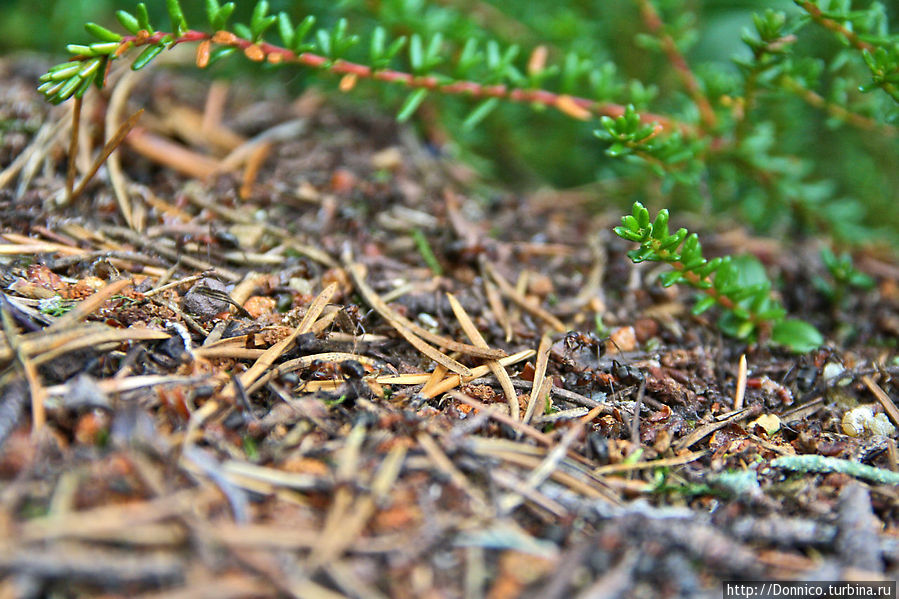 лесные муравьи тоже были немаленькие Пасвик Заповедник, Россия