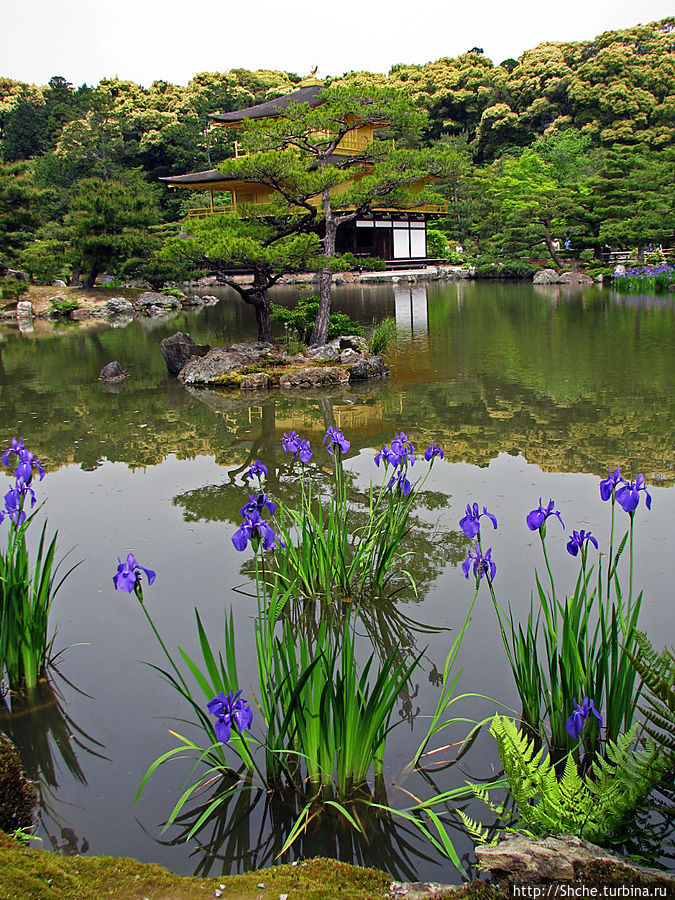 водные ирисы цветут — май Киото, Япония