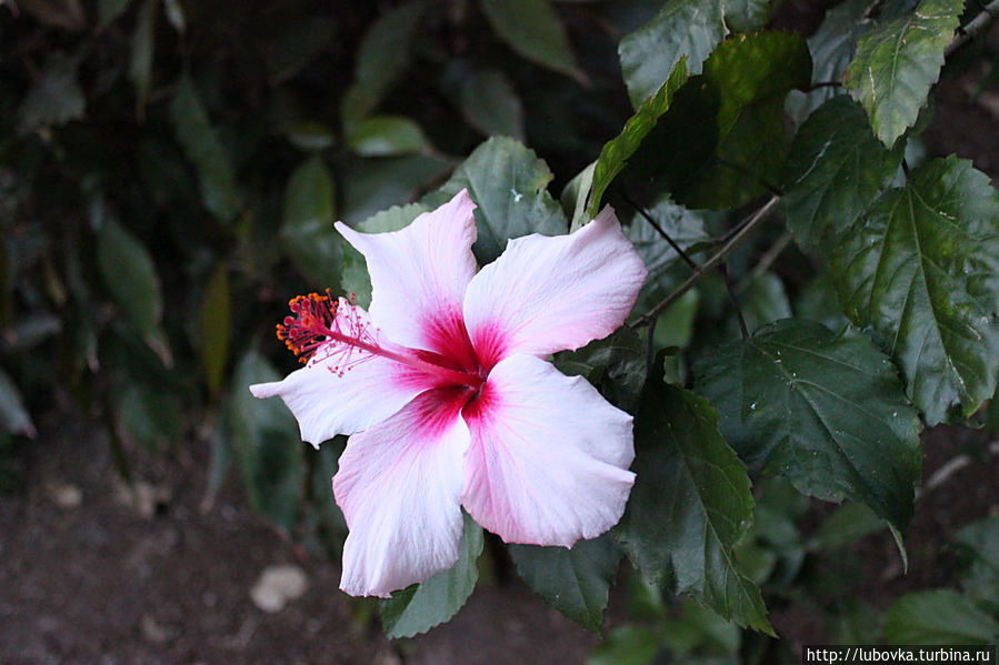 Гибискус. Гибискус.