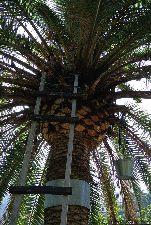 Так добывают пальмовый мед Так добывают пальмовый мед