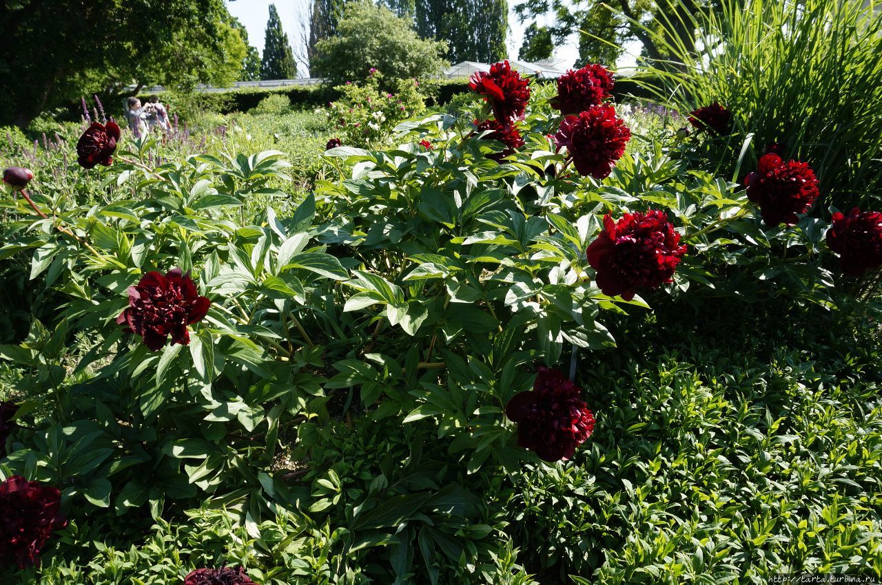 Горный сад Ганновер, Германия