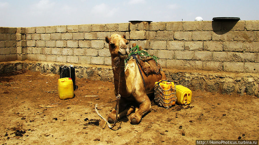 На водопое в Зула На водопое в Зула