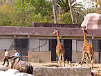 А эти жирафы погнались за рабочими вольера, так что их пришлось отгонять метлой