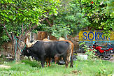 Коров можно встретить во дворе городского дома
