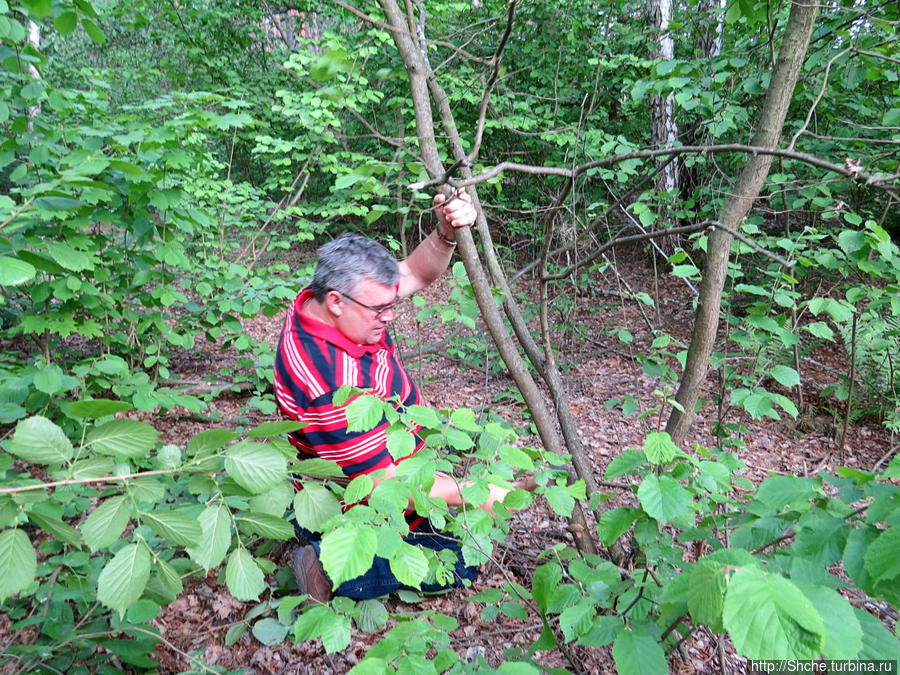 нужно выбрать ровный хлыст ореха около 4 метров высотой Бишкинь, Украина