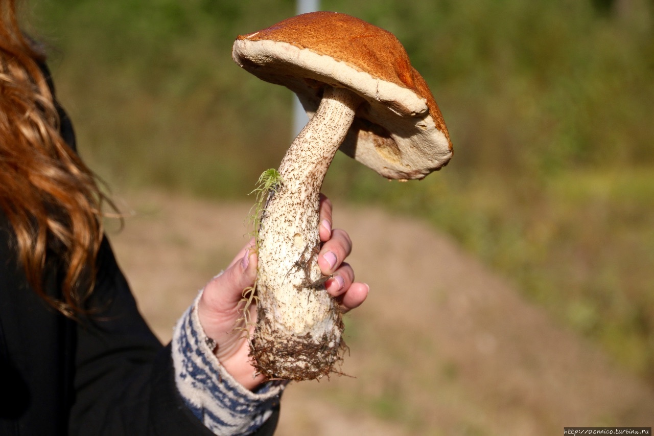 За грибами на отечественном бигвилере Тудозеро (озеро), Россия