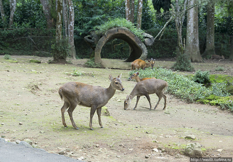 Домик для антилоп. Ява, Индонезия